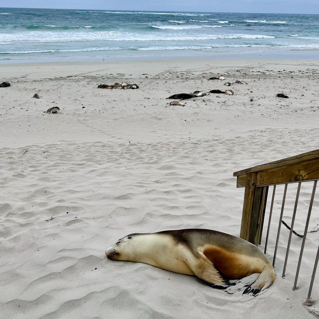 🦭Seal Bay 🦭海豹湾 🦭