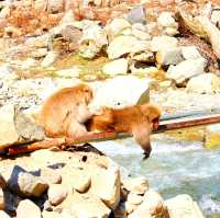 長野景點｜冬季到長野看野生獼猴泡溫泉—長野地獄谷野猿公苑