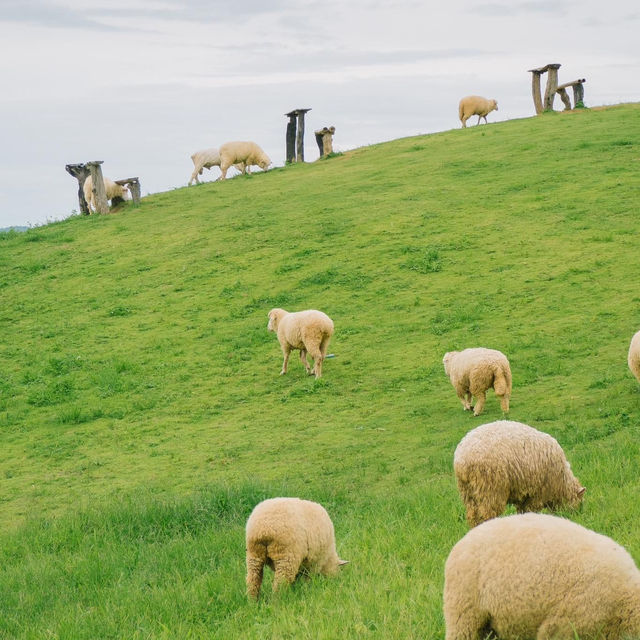 น่ารักเกินต้าน! Akha Farmville  🐑🌳