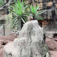 【台湾】充分な広さにびっくり台北動物園🐱