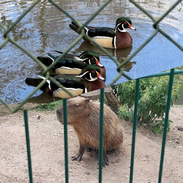 可愛動物園