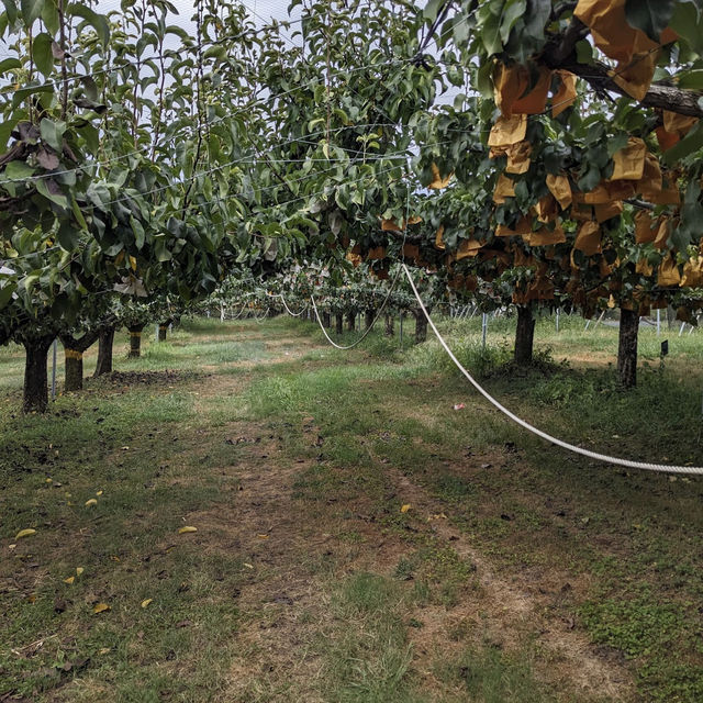 Fruit Picking Delight