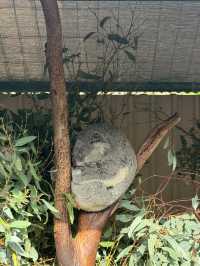 【オーストラリア/パース】人気者たちに会える動物園🐨