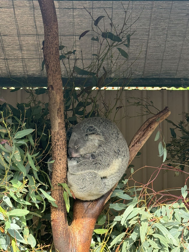 【オーストラリア/パース】人気者たちに会える動物園🐨