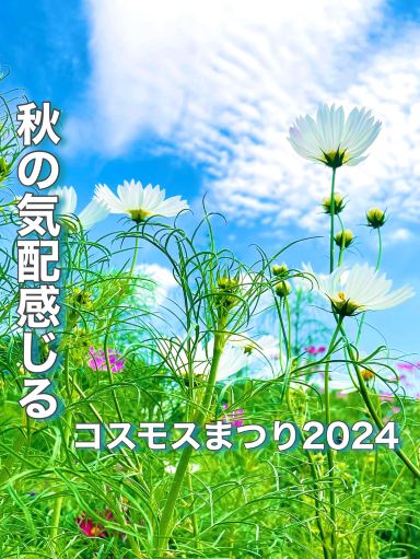 東京都】いち早く秋を楽しめるコスモスたち | Trip.com 立川