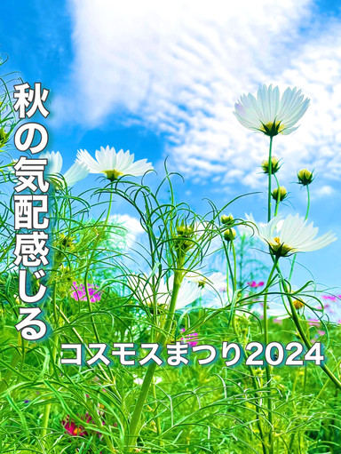 東京都】いち早く秋を楽しめるコスモスたち | Trip.com 立川