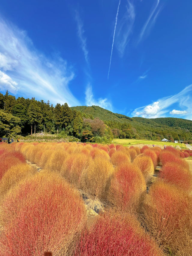 【秋を攻略】おすすめスポットをご紹介🍁