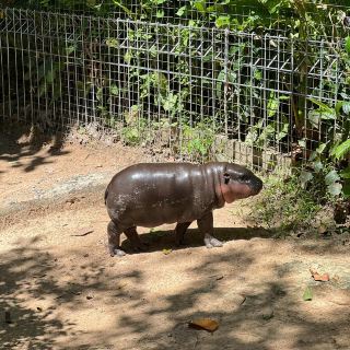 Bouncing Pork, the star of Khao Kheow.