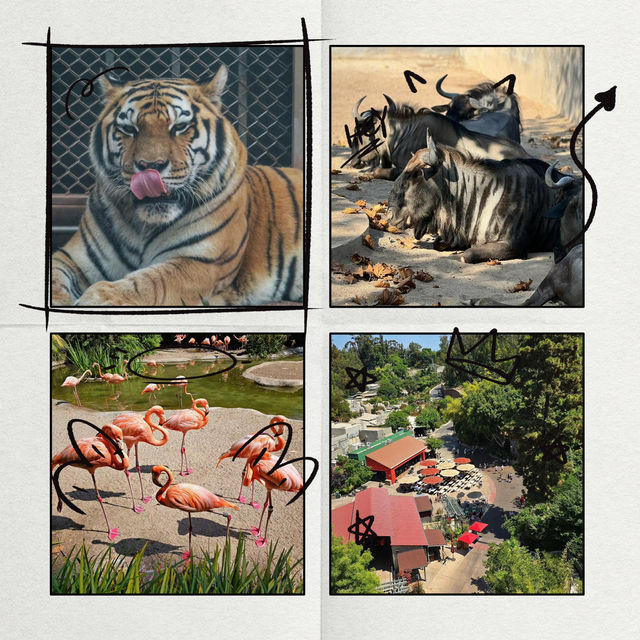 Linton Zoo：動物界的搞笑明星大聚會 🦁🎉