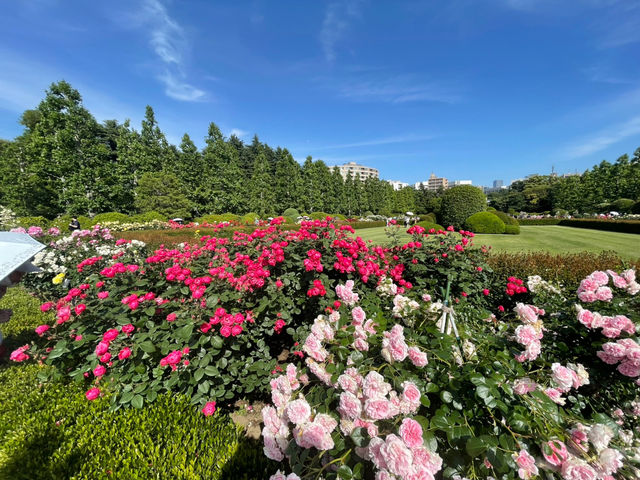 Shinjuku Gyoen National Garden: A Serene Oasis Amidst the Urban Jungle