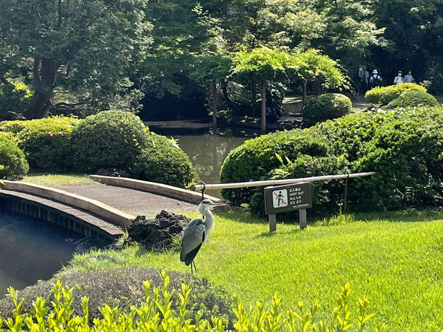 Shinjuku Gyoen National Garden: A Serene Oasis Amidst the Urban Jungle