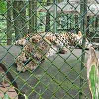 Zoobic Safari - The Jungle Outta City.