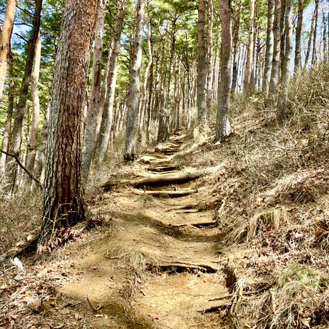 【山梨県】迫力ある富士山が眺められる絶景地
