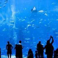 An Enchanting Experience at the Dubai Aquarium