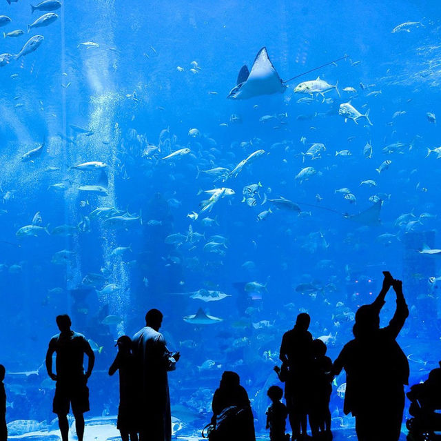 An Enchanting Experience at the Dubai Aquarium