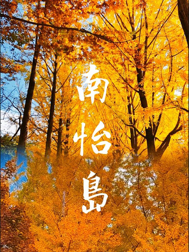 南怡島秋季景點：銀杏大道