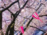 【東京】一面ピンクに染まる目黒川の桜並木🌸
