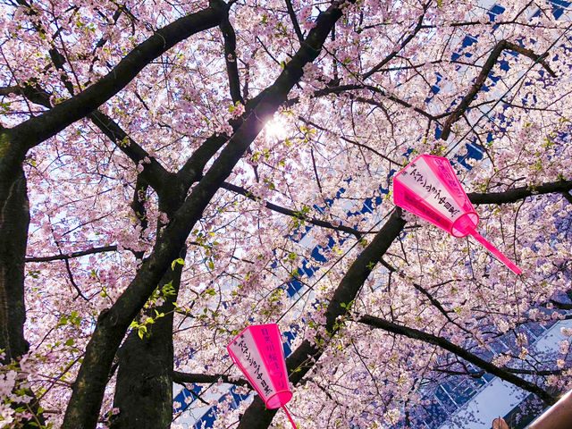 【東京】一面ピンクに染まる目黒川の桜並木🌸