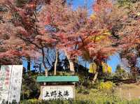 🍁上野公園銀杏黃 🍂金葉飄舞隨風翔