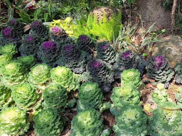 台北賞花好去處🌸 陽明山花鐘🌼