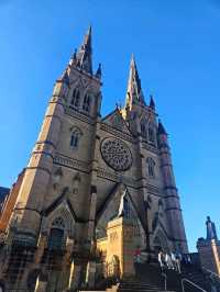 호주 시드니 시내에서 본 웅장한 성당 ⛪