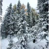 Snow @ Siguniangshan