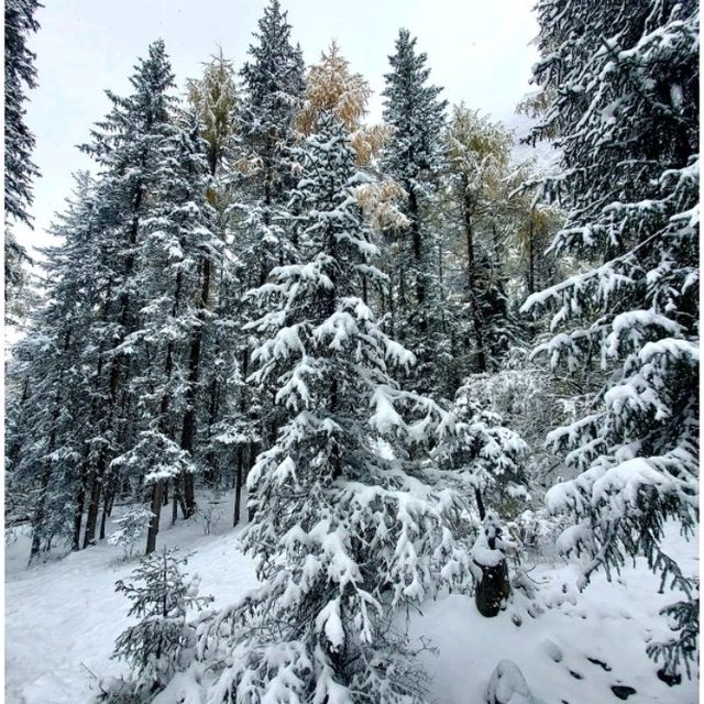 Snow @ Siguniangshan