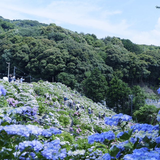 邂逅一望無際的紫陽花海 