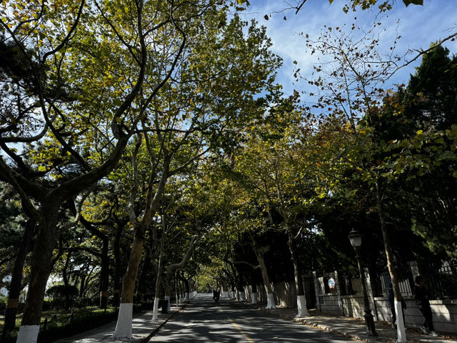 팔대관(八大关)은 뭐하는 곳일까요?!