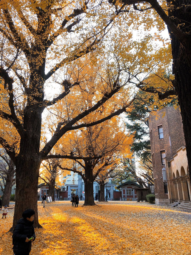 은행 보러 도쿄 대학 어때요?🍁