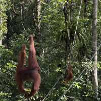Semengoh wildlife centre - Kuching 