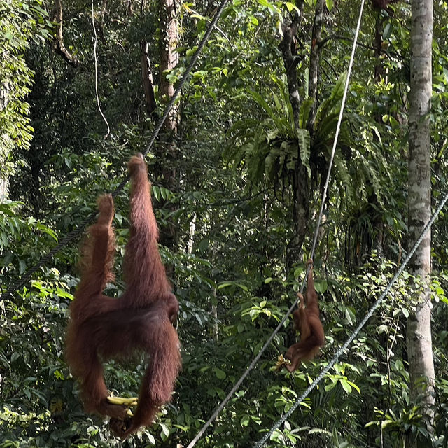 Semengoh wildlife centre - Kuching 