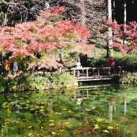  Monet's pond
