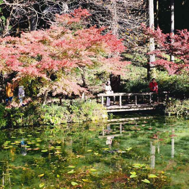  Monet's pond