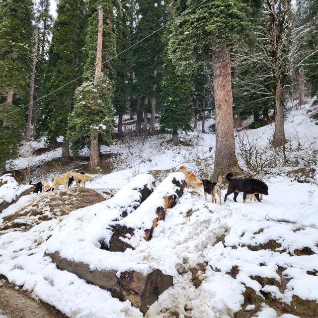 กุลมาร์ค (Gulmarg) @แคชเมียร์