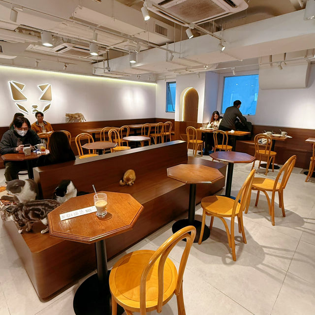 聖誕必去貓cafe