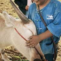 Buffalo Village หมู่บ้านอนุรักษ์ควายไทย