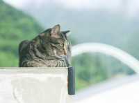 瑞芳猴硐貓村🐱台灣最可愛的貓貓都在這裡了吧！