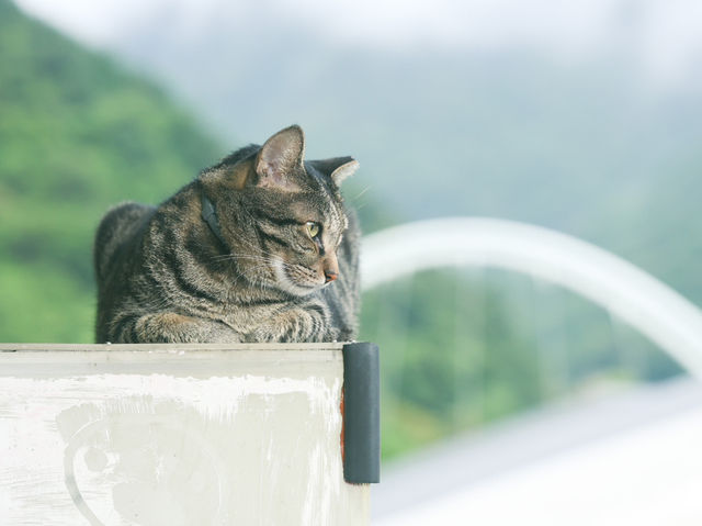 瑞芳猴硐貓村🐱台灣最可愛的貓貓都在這裡了吧！