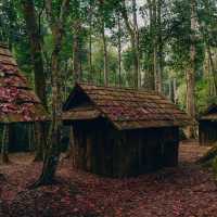 ฤดูกาลเมเปิ้ลแดง 1 ปีมี 1 ครั้ง 🍁