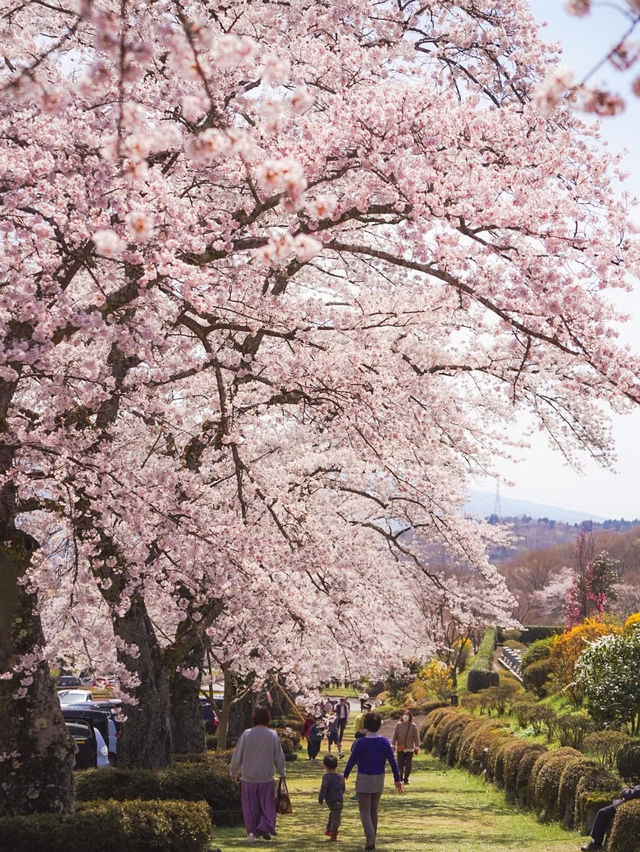 【静岡　富士霊園】知られざる美しさ桜スポット