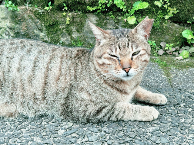 🐾 猴硐貓村：心靈的洗滌之旅 🌿