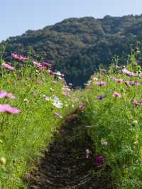 【岡山県/北房】高速からすぐのコスモス畑ならここ！