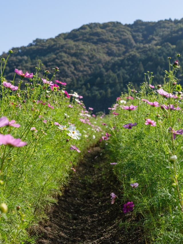 【岡山県/北房】高速からすぐのコスモス畑ならここ！