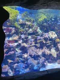 充滿樂趣的香港海洋公園🩵