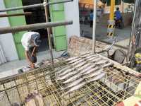Venice of Hong Kong: A Journey Through Tai O Fishing Village