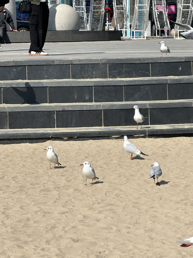 부산 광안리