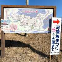 【津久見】九州一早い桜の便り🌸河津桜🌸