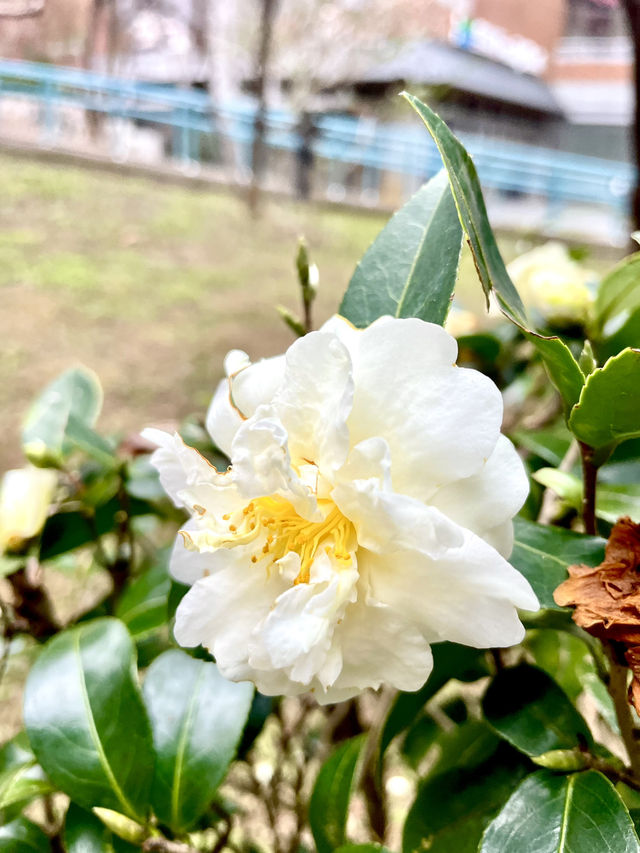 ［南投靜心好去處］日月潭與暨大