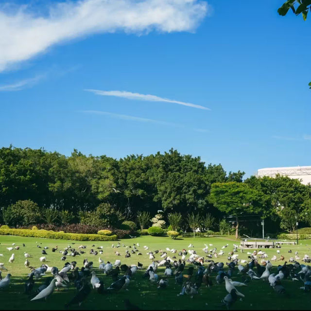 🕊️🌳野崎公園～鴿群樂章 🕊️🌳